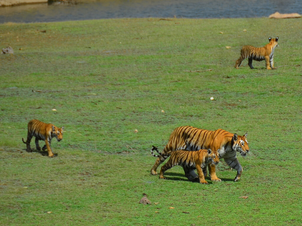 Explore Pench Tiger Reserve through Deccan Odyssey Train